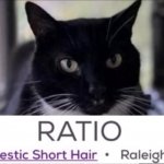 Ratio cat meme