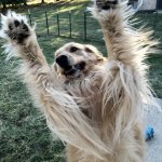 Wave your paws in the air like you don't care