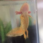 Yoga Axolotl