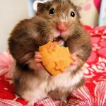 Hamster