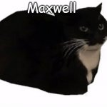 Nothing to worry about, just Maxwell | Maxwell | image tagged in maxwell the cat,say hello | made w/ Imgflip meme maker