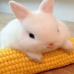 Corn Bunny