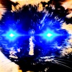 Overstimulated cat Meme Generator - Imgflip