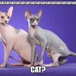 bald cats | CATCATCATCATCATCATCATCATCATCATCATCATCATCATCATCATCATCATCAT; CAT? | image tagged in bald cats | made w/ Imgflip meme maker