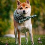 Shibascarf