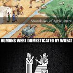 Humans were domesticated by wheat