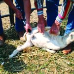 Man castrating goat  JPP