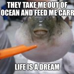 Puffer fish eating a carrot | THEY TAKE ME OUT OF THE OCEAN AND FEED ME CARROTS; LIFE IS A DREAM | image tagged in puffer fish eating a carrot | made w/ Imgflip meme maker