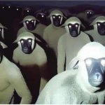 McSheeple