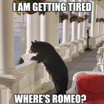 Balcony Bear | I AM GETTING TIRED; WHERE'S ROMEO? | image tagged in balcony bear | made w/ Imgflip meme maker