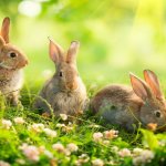 rabbits