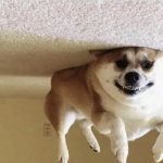 roof dog meme