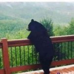 Contemplative Bear