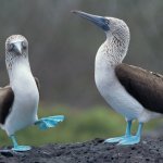 Blue footed boobies template