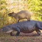 Capybara on a croc