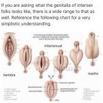 Intersex anatomy