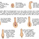 Intersex anatomy