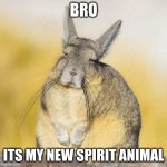 Viscacha, the monday animal | BRO; ITS MY NEW SPIRIT ANIMAL | image tagged in when its monday | made w/ Imgflip meme maker