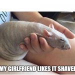 she preferred it shaved | MY GIRLFRIEND LIKES IT SHAVED | image tagged in rat | made w/ Imgflip meme maker