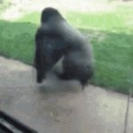 gorilla spinning GIF Template