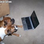 Duke and Bella meme