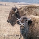 Young Bison Stare