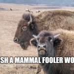 I Wish A Mammal Fooler Would | I WISH A MAMMAL FOOLER WOULD | image tagged in young bison stare | made w/ Imgflip meme maker