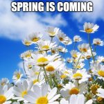 spring daisy flowers | SPRING IS COMING | image tagged in spring daisy flowers,memes,spring,flowers | made w/ Imgflip meme maker