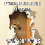 doge in walls meme