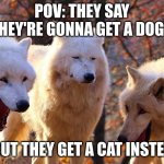 ... | POV: THEY SAY THEY'RE GONNA GET A DOG... ...BUT THEY GET A CAT INSTEAD | image tagged in three laughy wolves | made w/ Imgflip meme maker