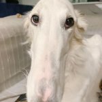 borzoi meme