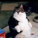 F A T | how i feel after thanksgiving | image tagged in fat cat,thanksgiving,relatable,actually good,funy,mems | made w/ Imgflip meme maker