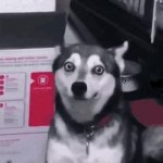 Husky holding cough GIF Template