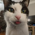 I blep therefore I am