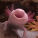 Screaming axolotl meme
