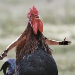 angry chicken on google template
