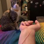 Cat scratch template