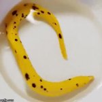 banana eel GIF Template