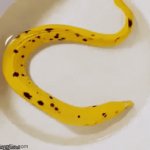 moving banana | image tagged in gifs,sadly i am only an eel | made w/ Imgflip video-to-gif maker