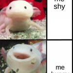 Annoyed Axolotl | me shy; me hungy | image tagged in annoyed axolotl | made w/ Imgflip meme maker
