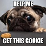 cookie pug