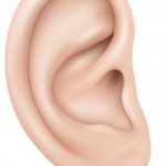 Ear template