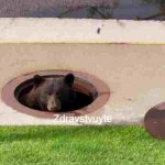 bear in sewer meme