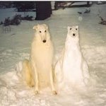 Dog with snow dog