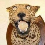 Suprised Leopard