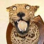 surprised leopard