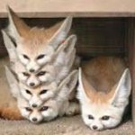 fennec fox opinons