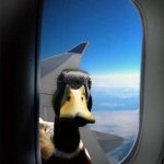 open na door | OPEN NA DOOR | image tagged in airplane duck,open na door | made w/ Imgflip meme maker