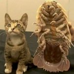Cat and Trilobite