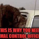 When you suddenly realize why we have Animal Control Officers and they are a call away | THIS IS WHY YOU NEED ANIMAL CONTROL OFFICERS | image tagged in gifs,pets,horror,animal control,dogs,cars | made w/ Imgflip video-to-gif maker